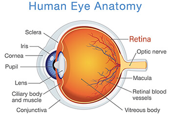 Anatomy of the Eye - Retina-Vitreous Surgeons of CNY